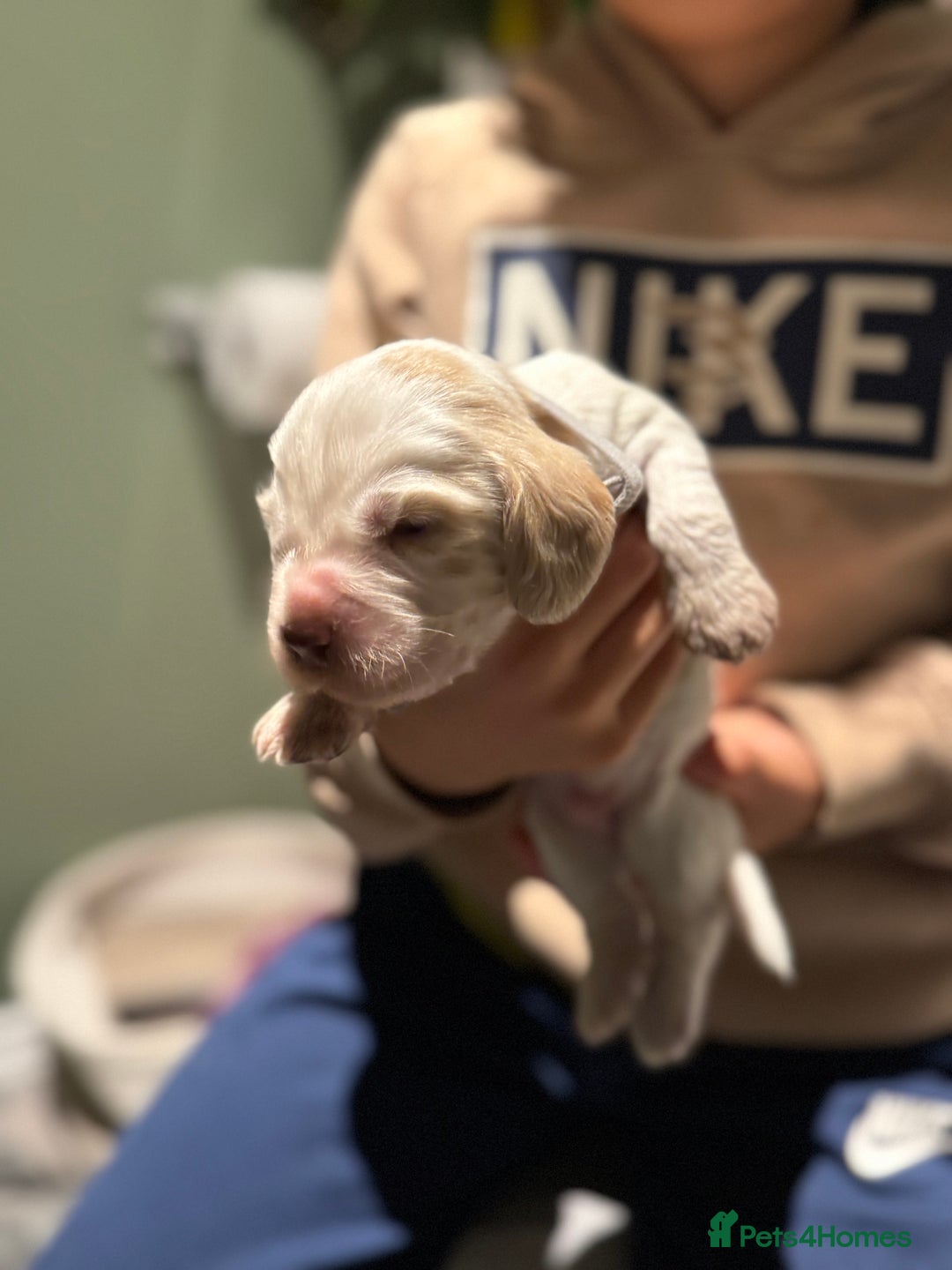 Cocker Spaniel dogs for sale: 8 beautiful show cocker puppies for sale - Advert 10