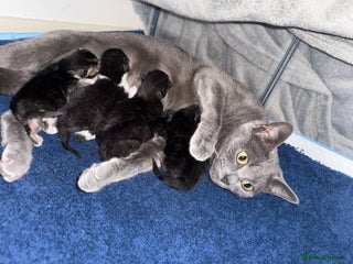Russian Blue cats 🐾 Russian Blue/Bengal Tabby Kittens 🐾 - Advert 1