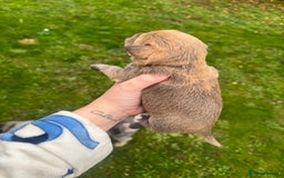 Yorkshire Terrier dogs for sale: Yorkshire terrier puppies - Image 7