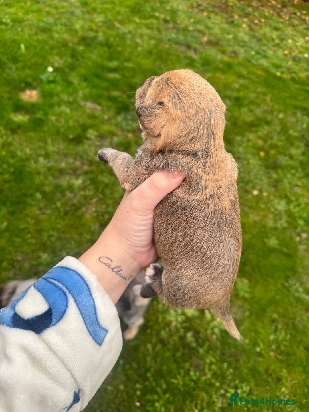 Yorkshire Terrier dogs for sale: Yorkshire terrier puppies - Image 7