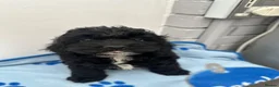 Cockapoo dogs for sale: Toy Cockapoo puppies READY NOW! - Advert 20