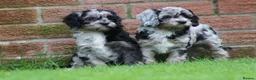Cavapoo dogs for sale: Beautiful Cavapoo puppies for sale - Advert 35