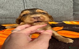 Cocker Spaniel dogs for sale: Beautiful Kc reg show cocker spaniels  - Image 14