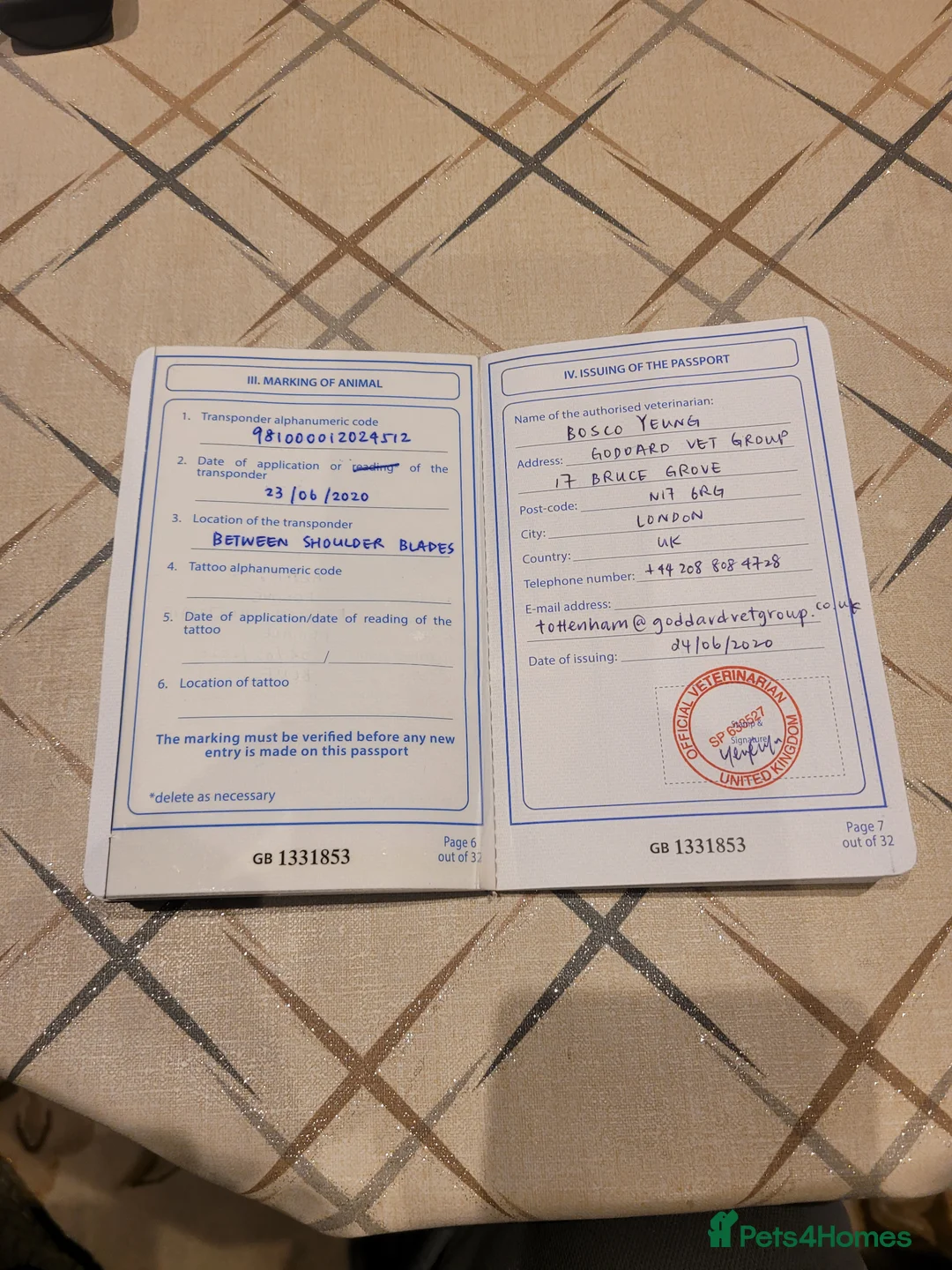 British Shorthair cats for sale: British Shorthair Girl  - Advert 2