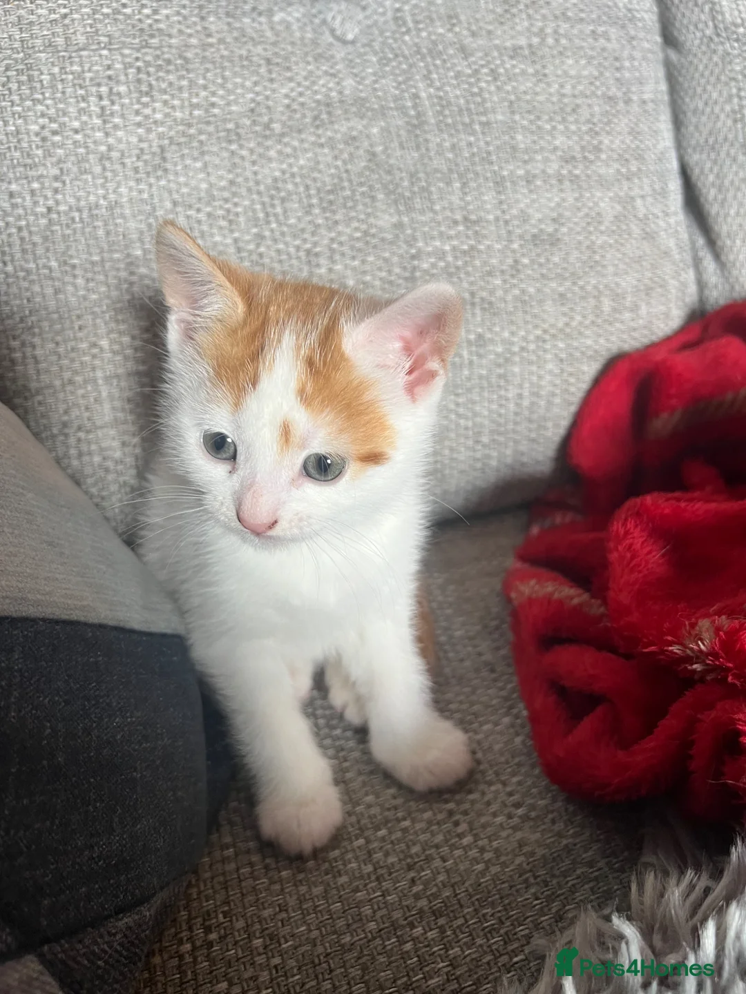 Mixed Breed cats for sale: 8 Week Old Kitten ready for forever home in Manchester - Advert 1