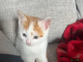Mixed Breed cats 8 Week Old Kitten ready for forever home - Advert 10