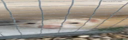 Ferret rodents for sale: Male BEW in Sheffield - Advert 2