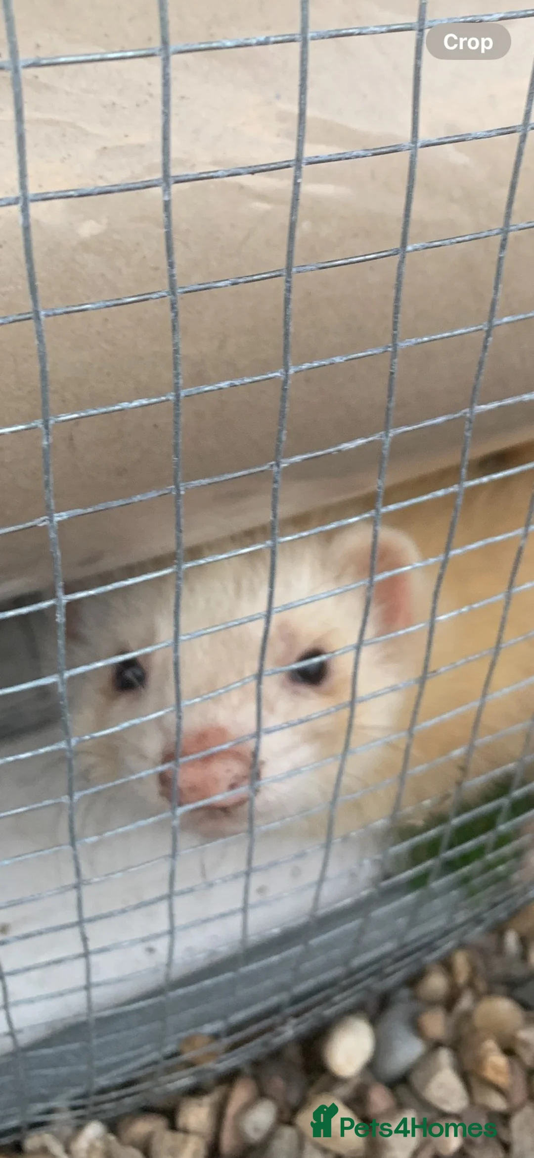 Ferret rodents for sale: Male BEW in Sheffield - Advert 2