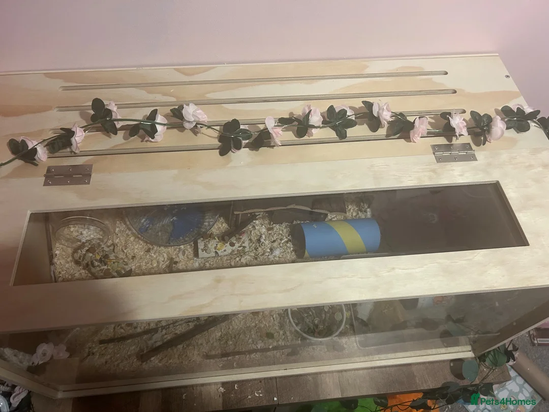 Hamster rodents for sale: Girl hamster - Advert 6