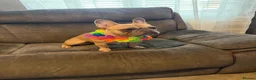 French Bulldog dogs for sale: French bulldog to a loving home in Wakefield - Advert 12