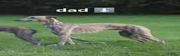 Whippet dogs for sale: KC Whippet Puppies - Champion Lines - Advert 26