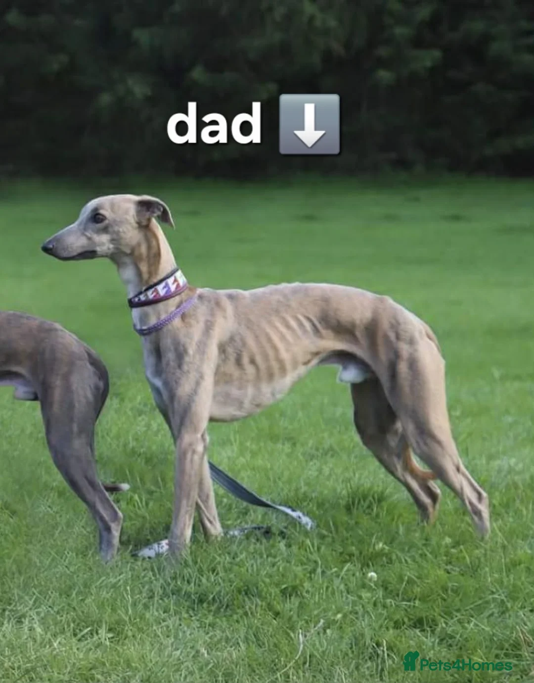 Whippet dogs for sale: KC Whippet Puppies - Champion Lines - Advert 26