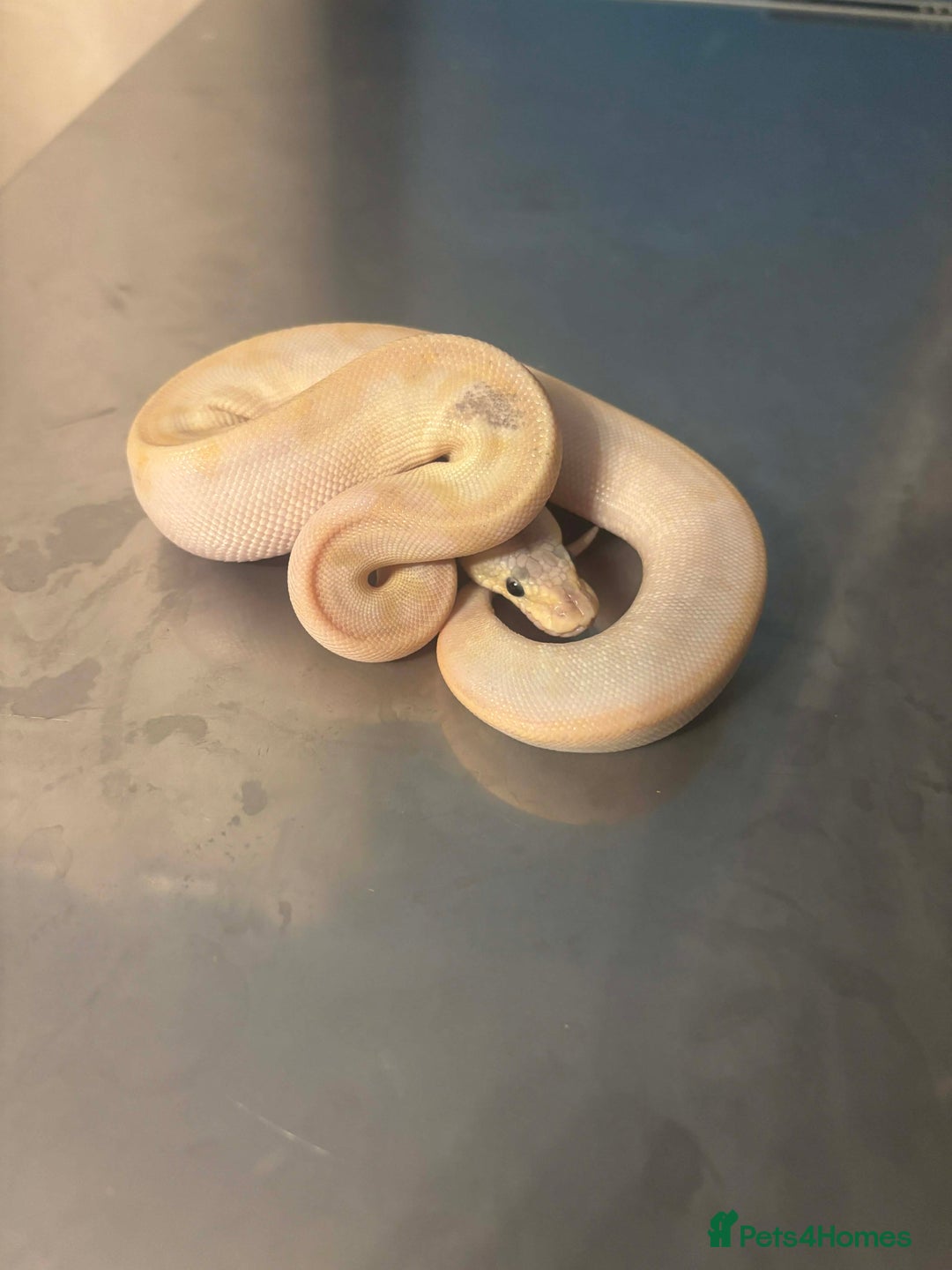 Python Snake reptiles for sale: Captive Bred Ball Pythons – Dundee - Advert 4