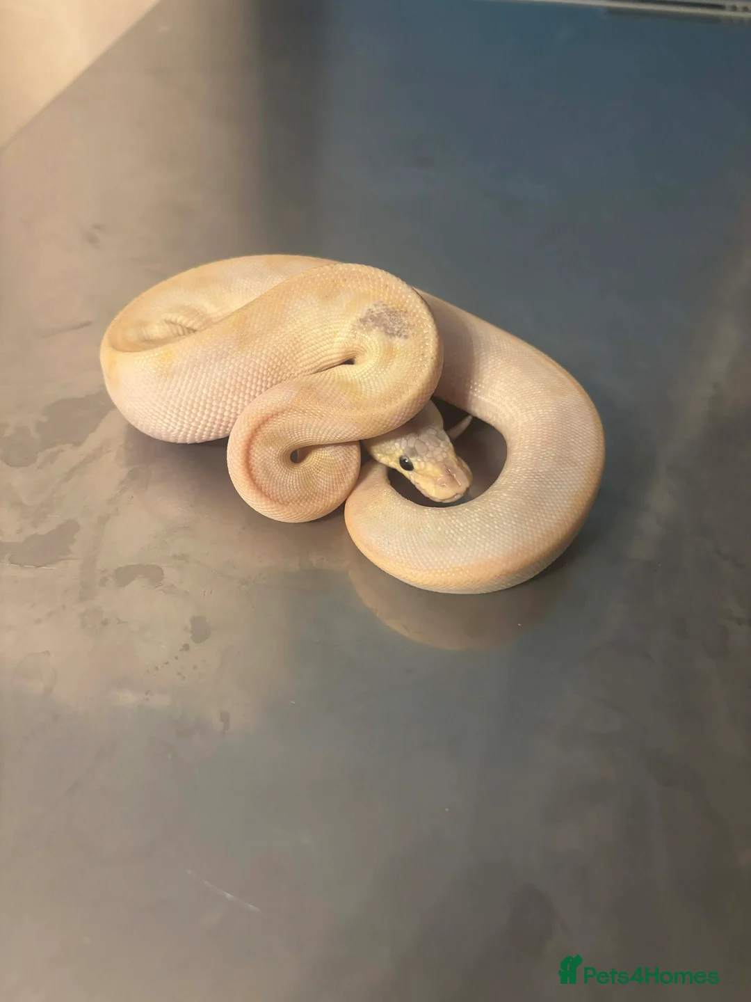 Python Snake reptiles for sale: Captive Bred Ball Pythons – Dundee - Advert 4