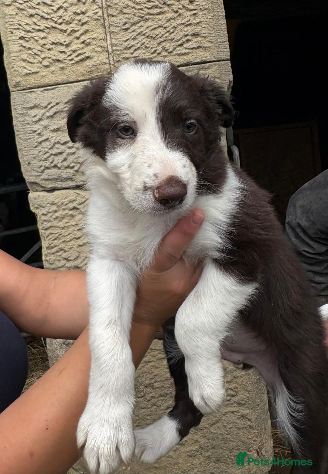 Border Collie dogs for sale: Red and white Border Collie Pups  - Image 12