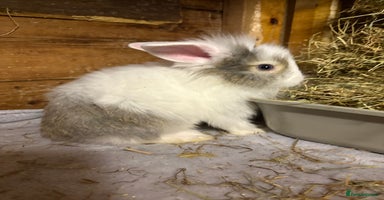 Mini Lop rabbits - Advert 2