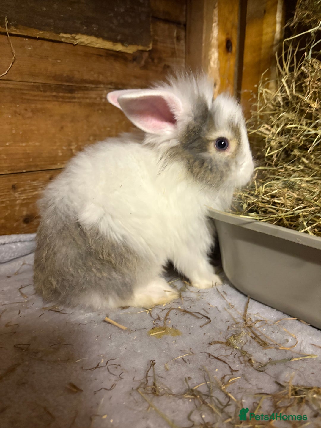 Mini Lop rabbits for sale: New litter added, angora/lionhead bunny rabbits  - Image 2