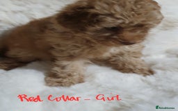 Toy Poodle dogs for sale: Pedigree Toy poodle puppies ready this weekend - Image 17
