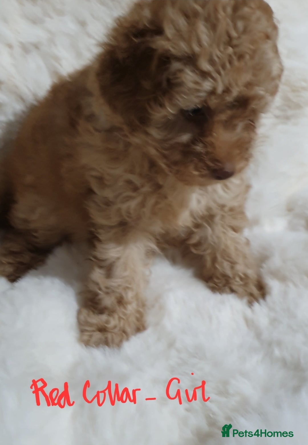 Toy Poodle dogs for sale: Pedigree Toy poodle puppies ready this weekend - Image 17