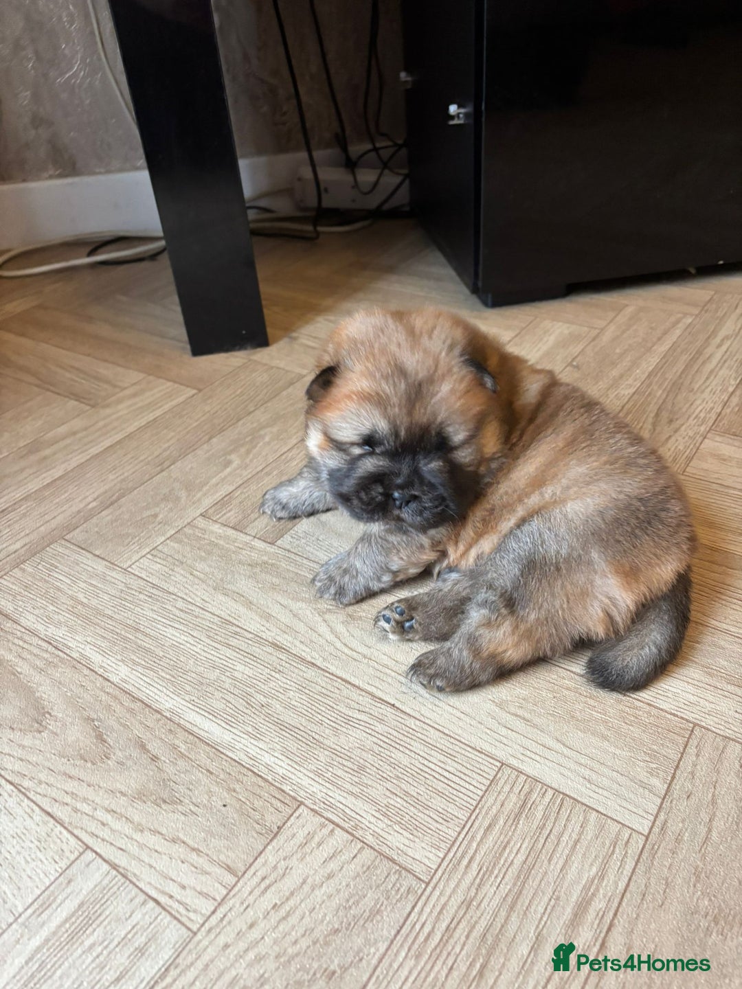 Chow Chow dogs for sale: Stunning Chow Chow Puppies Luxi Chow × Royal Chows - Advert 4