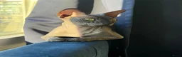 Sphynx cats for sale: New Sphynx Litter Available Now! - Advert 10