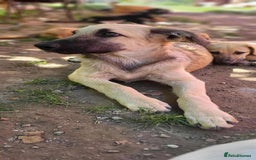 Mixed Breed dogs for adoption: MITZI-loving/ friendly / sociable / affectionate  - Image 3