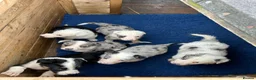 Border Collie dogs for sale: Blue merle collie pups - Advert 14