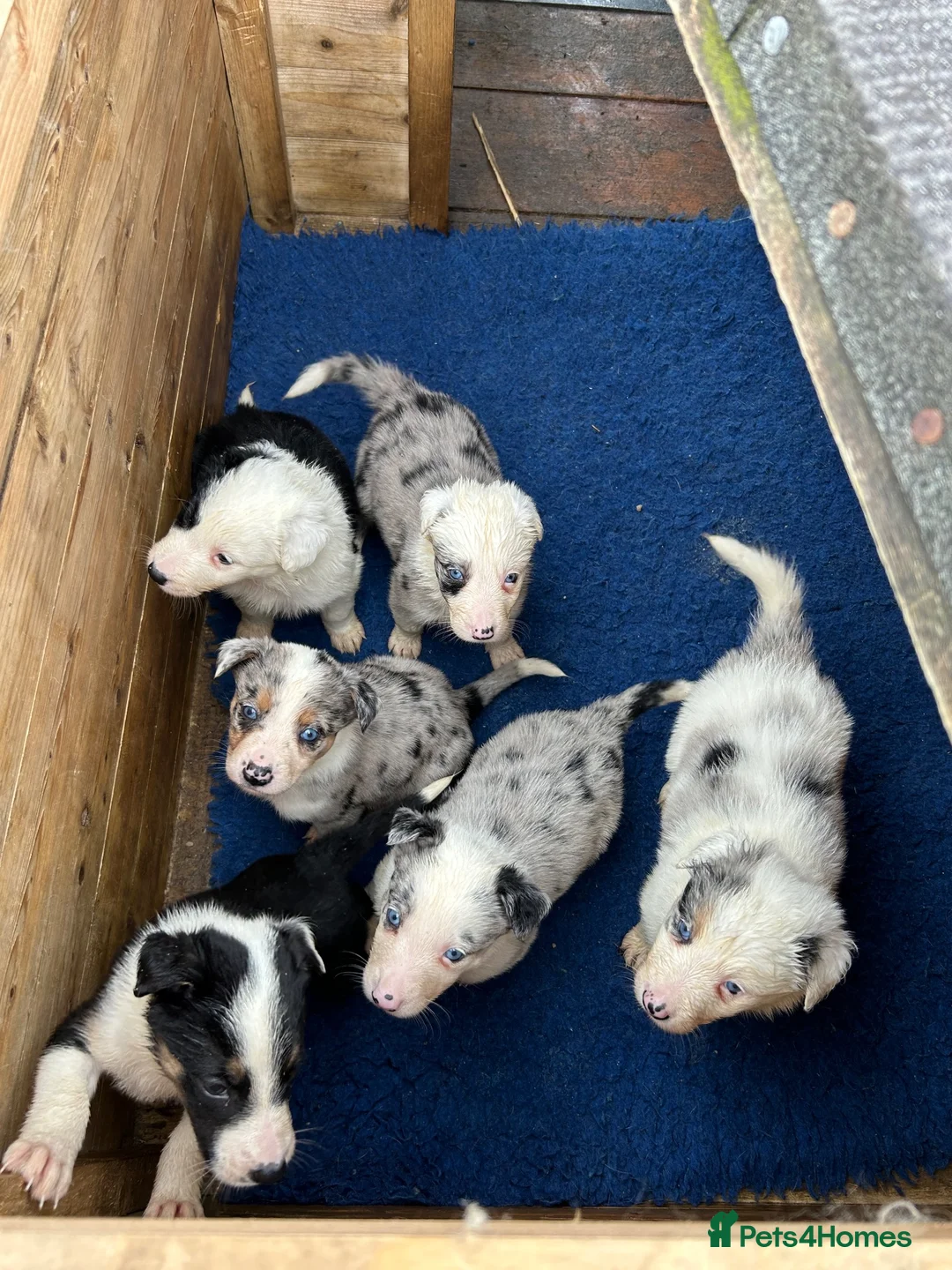 Border Collie dogs for sale: Blue merle collie pups - Advert 14