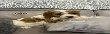 Cavapoo 5