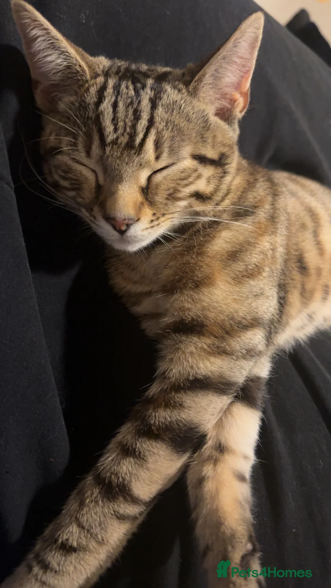 Mixed Breed cats for sale: Kitten for sale  - Advert 2