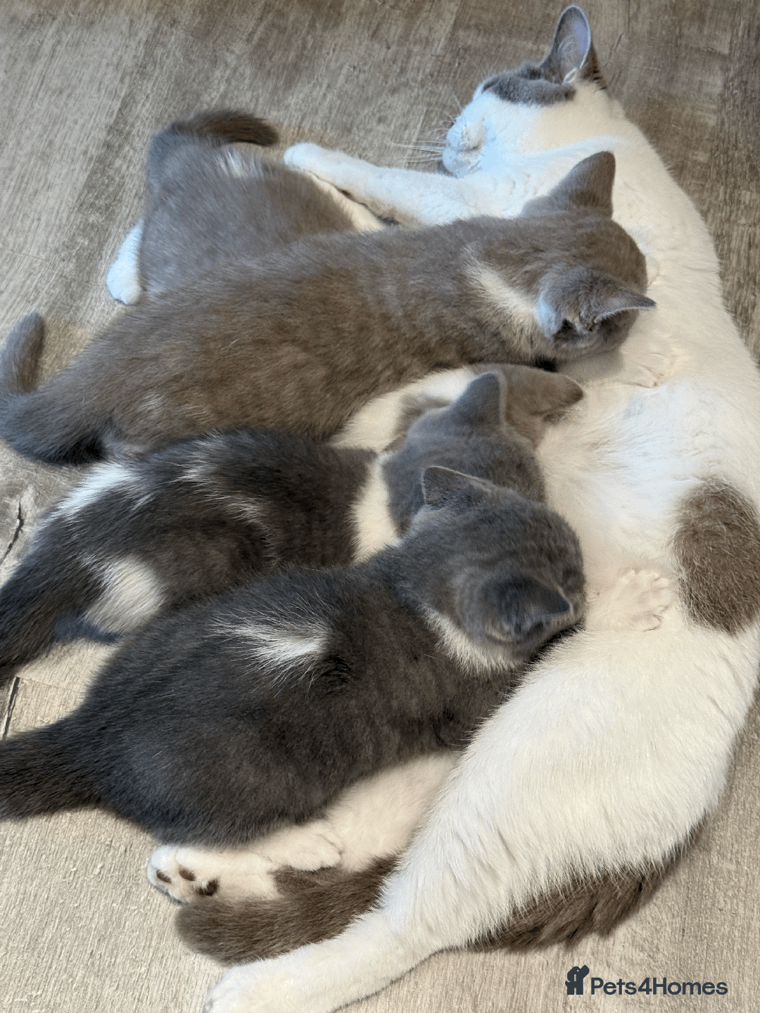 British Shorthair cats for sale: Male Lilac and white bicolour BSH  GCCF reg - Image 7