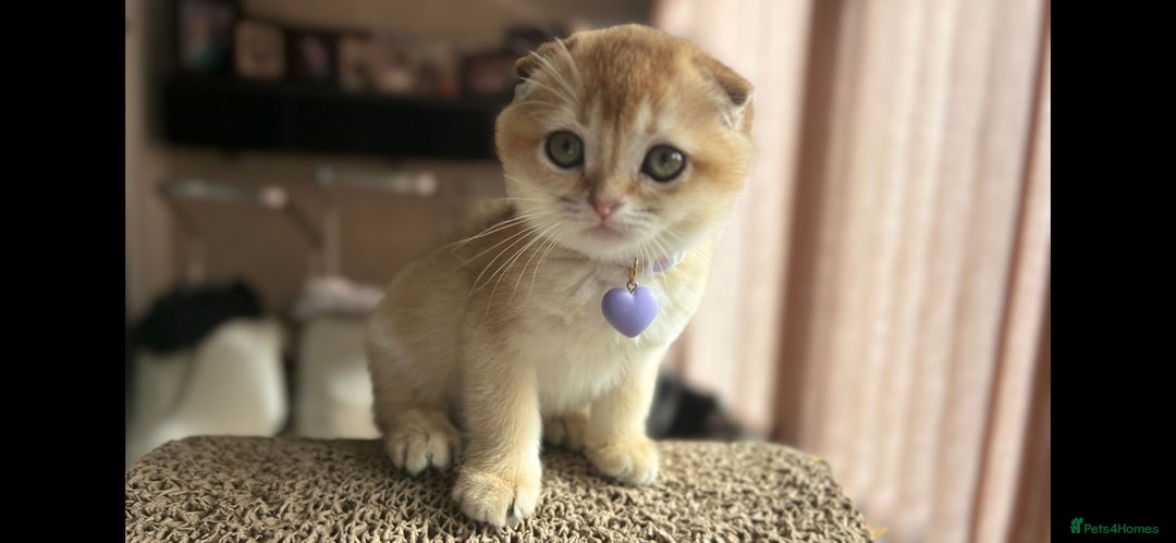 Scottish Fold cats for sale: TICA-Registered Scottish Straight/Fold Kittens  - Image 16