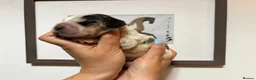 Cocker Spaniel dogs for sale: Outstanding health tested KC show cocker puppies - Advert 14