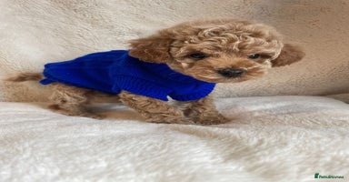 Toy Poodle dogs - Advert 8