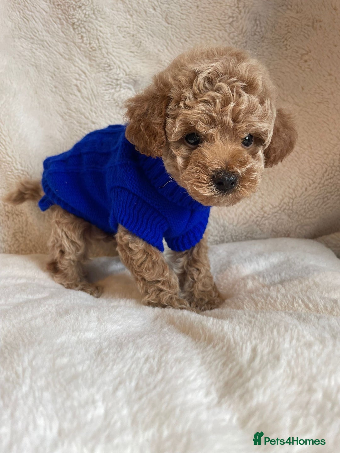 Toy Poodle dogs for sale: Tiny, champion bloodlines best pet homes only  - Image 3