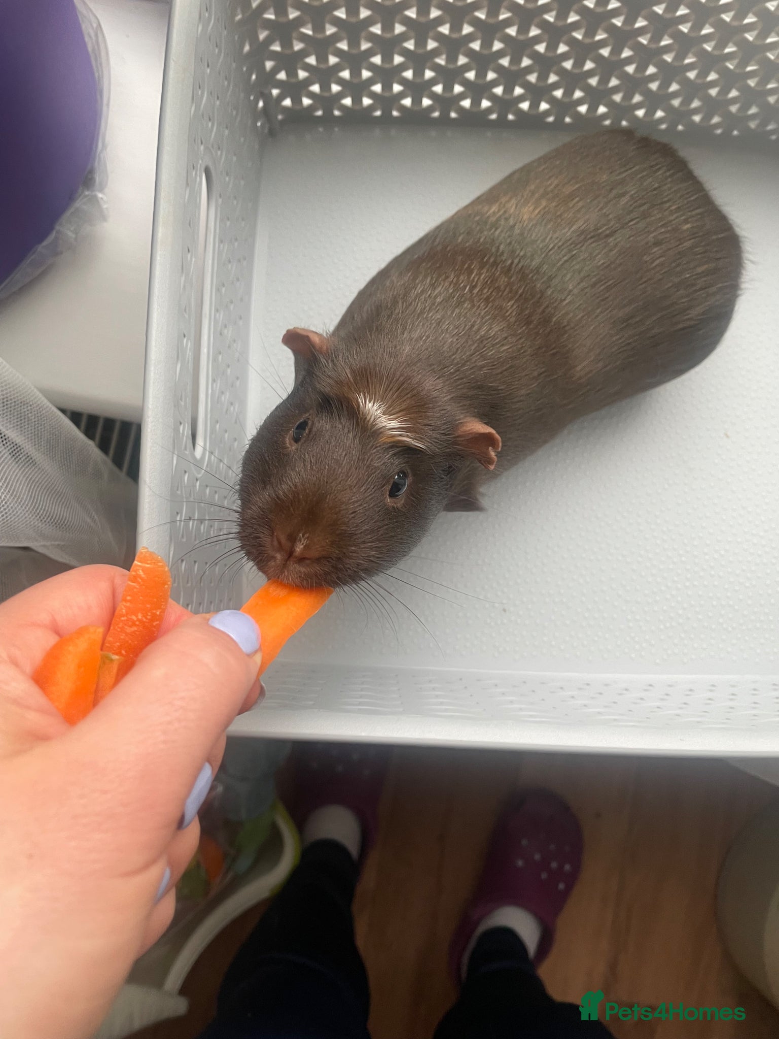 Guinea Pig rodents     Guinea Pig Looking for a Loving Home - Advert 1