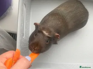 Guinea Pig rodents Guinea Pig Looking for a Loving Home - Advert 1