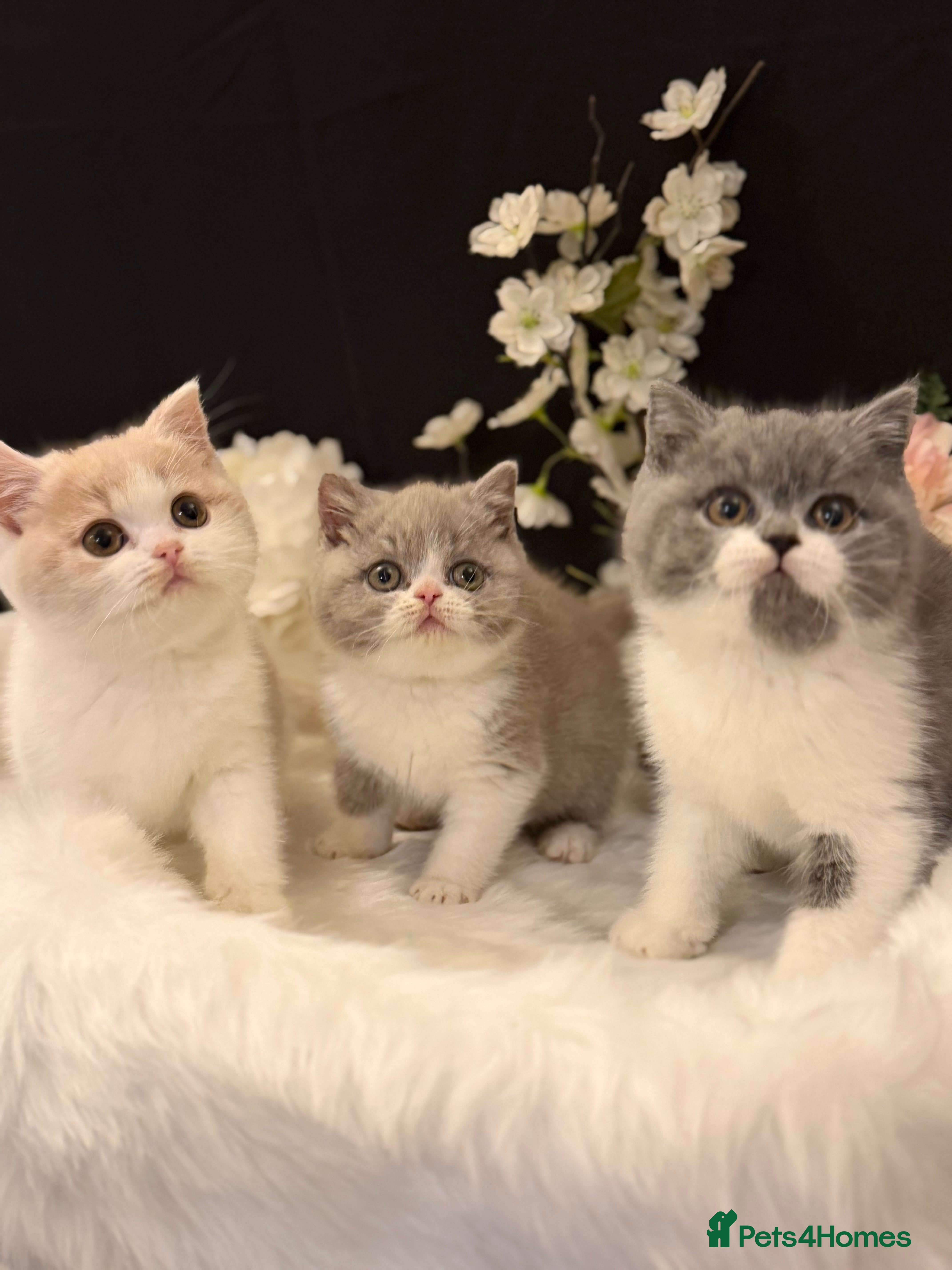 British Shorthair cats Full Pedigree Registered BSH  - Advert 10