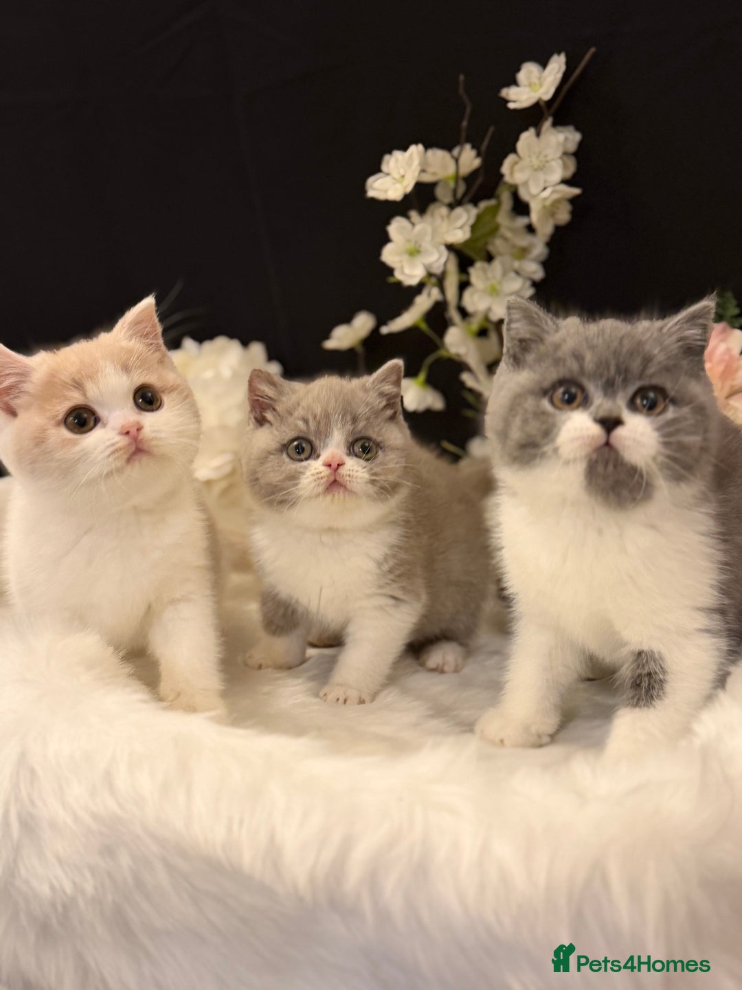 British Shorthair cats for sale: Full Pedigree Registered BSH  - Advert 1
