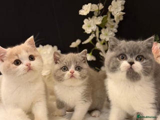 British Shorthair cats Full Pedigree Registered BSH - Advert 5
