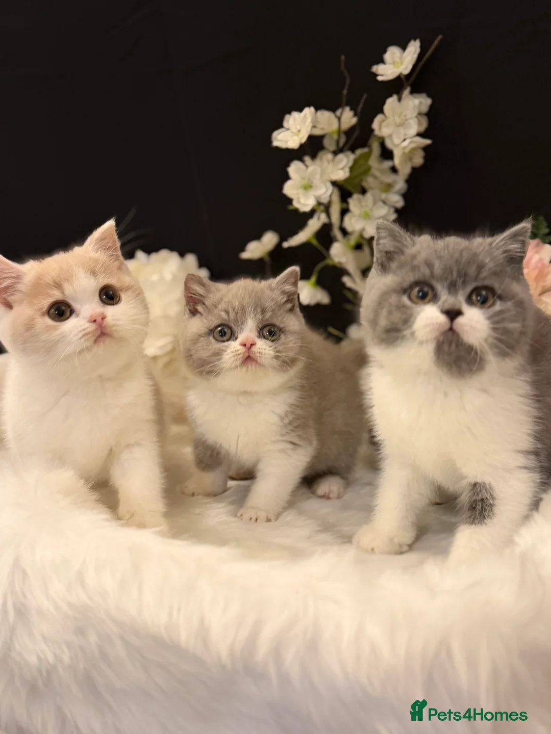 British Shorthair cats for sale: Full Pedigree Registered BSH  - Advert 7