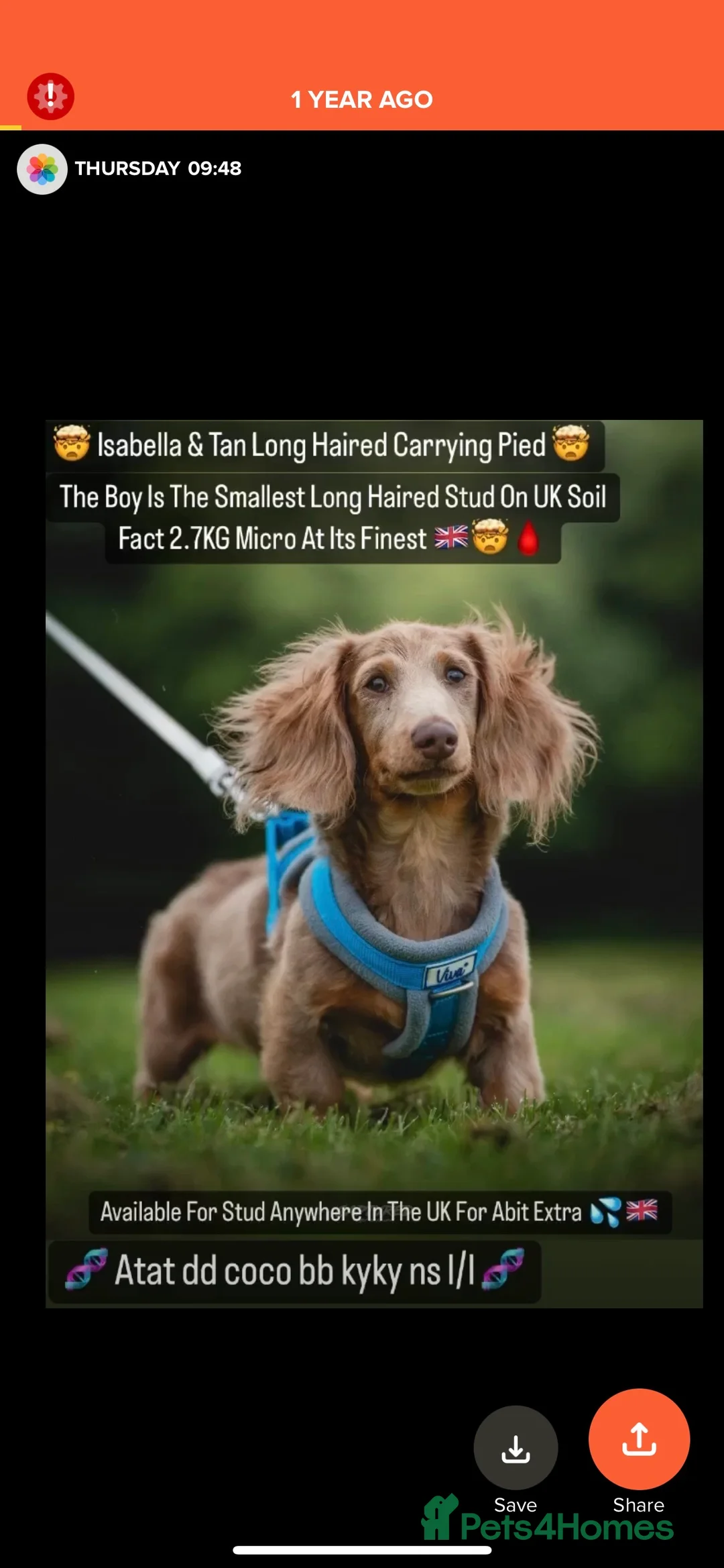 Miniature Dachshund dogs for stud: Long hair miniature dachshund Isabella and tan in Derby - Advert 3