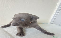 Whippet dogs for sale:  WHIPPET BABY'S (not kc reg) - Image 12