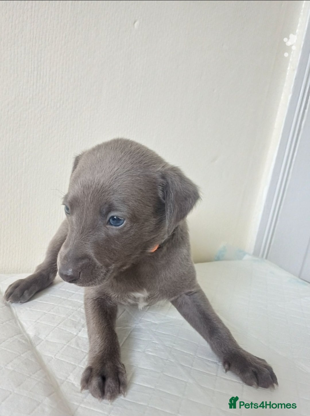 Whippet dogs for sale:  WHIPPET BABY'S (not kc reg) - Image 12