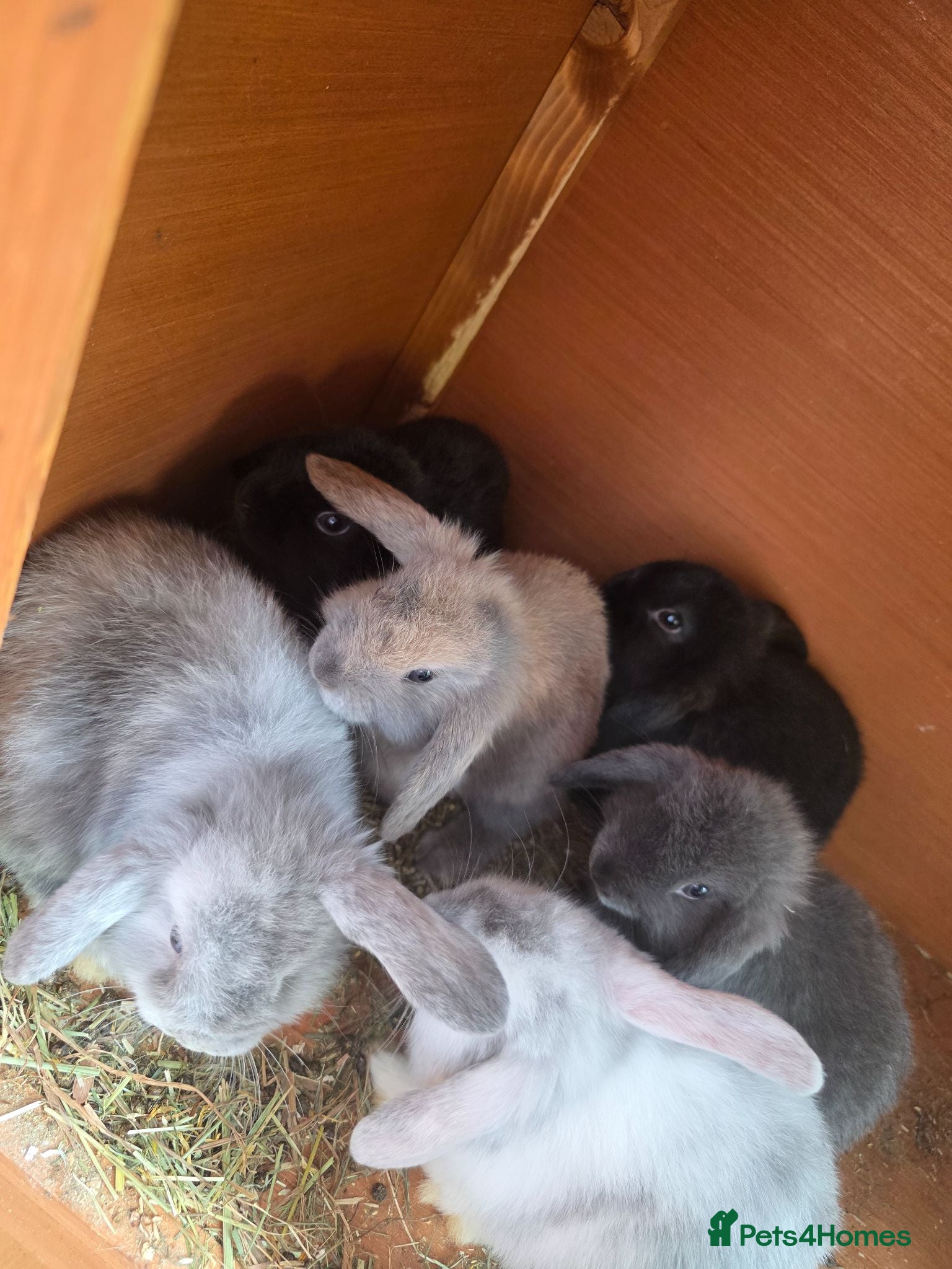 Mini Lop rabbits Mini loop - Advert 1