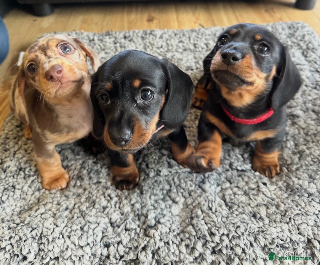 Miniature Dachshund dogs for sale: Beautiful miniature Dachshund  - Image 2