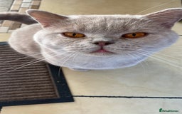 British Shorthair cats for sale: Pure breed British shorthair kittens - Image 16