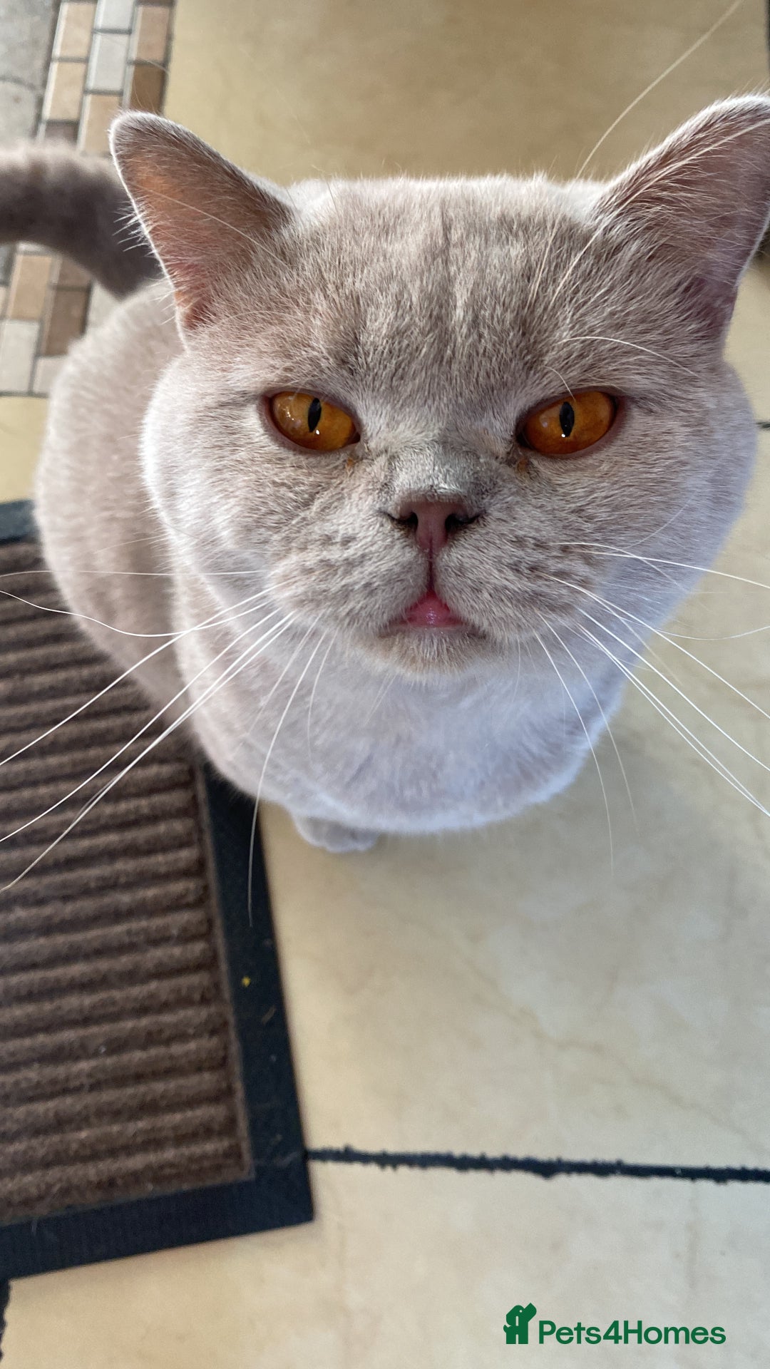 British Shorthair cats for sale: Pure breed British shorthair kittens - Image 16