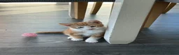 Mixed Breed cats for sale: 3 stunning ginger male kittens  in Carluke - Advert 8
