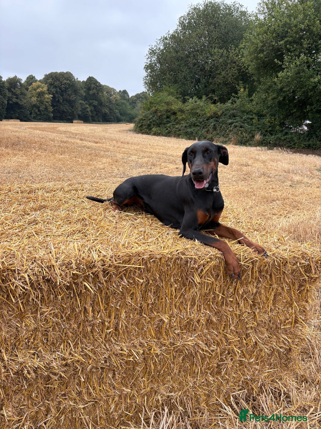 Dobermann dogs for sale: Desperate for her forever home! - Image 3